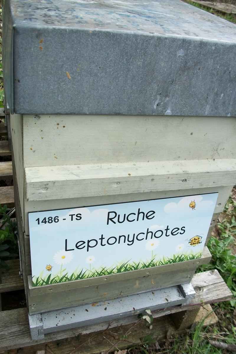 La ruche Leptonychotes