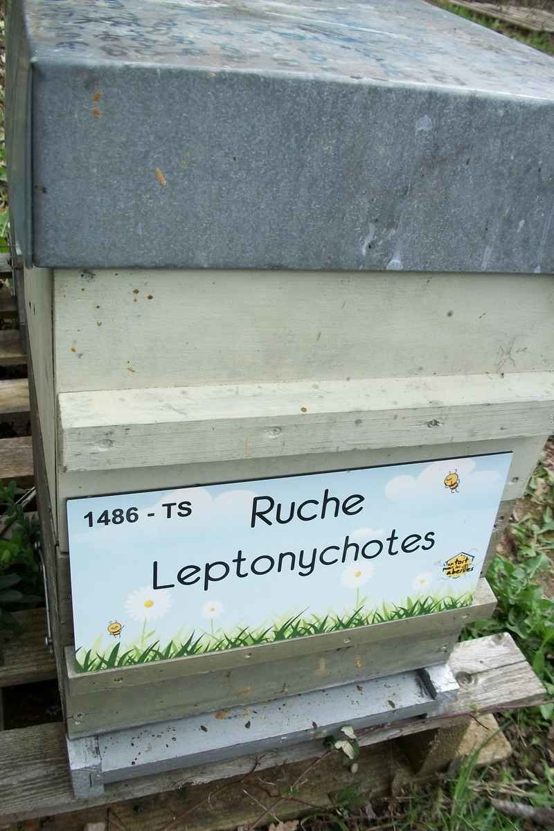 La ruche