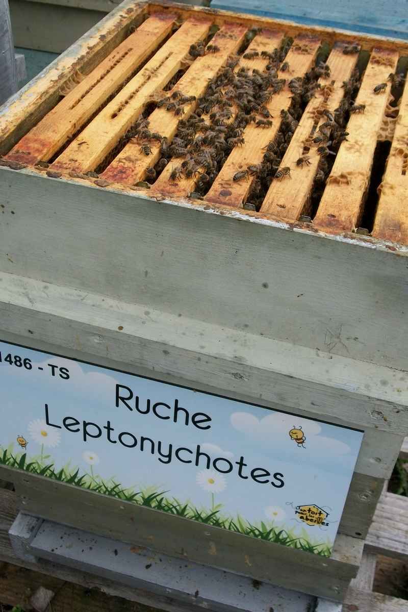 La ruche Leptonychotes