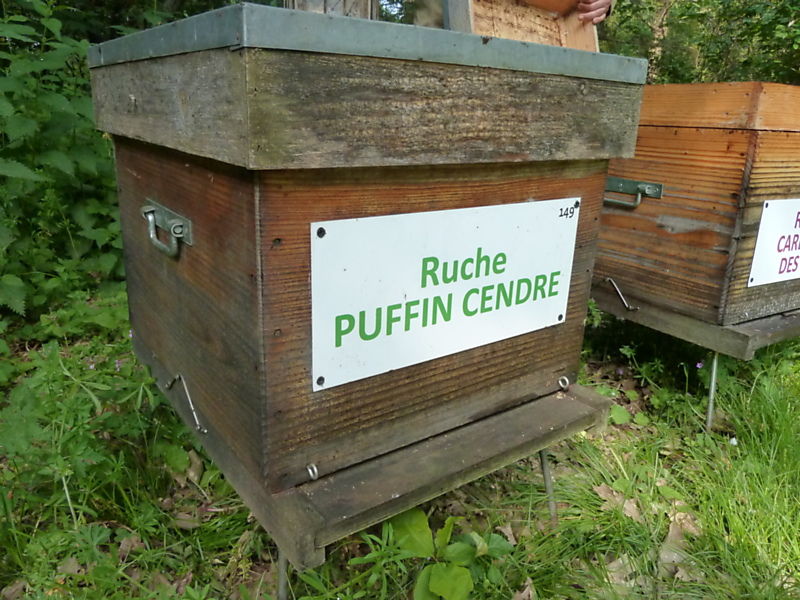 La ruche