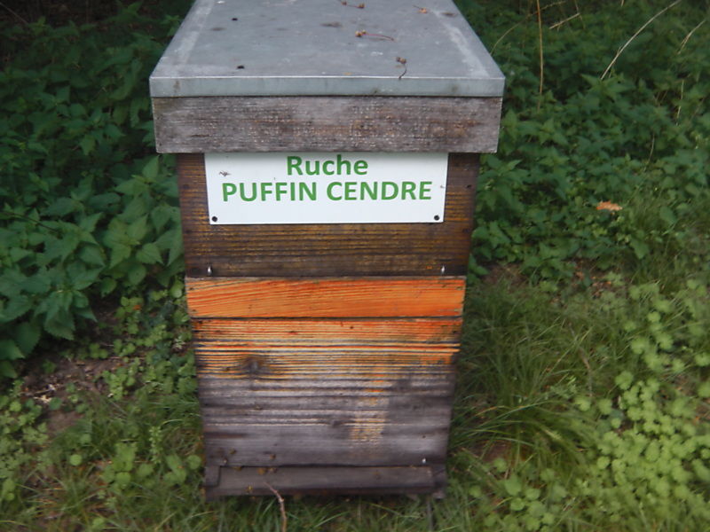La ruche Puffin cendre