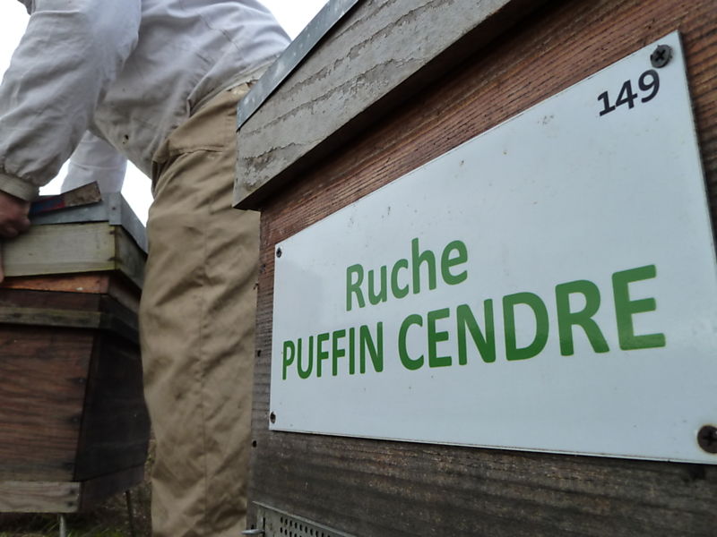 La ruche Puffin cendre