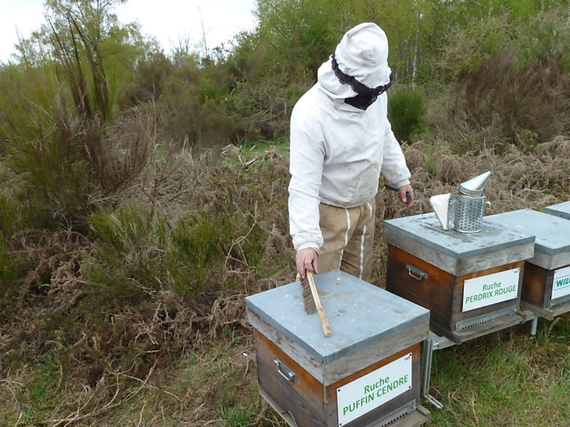La ruche Puffin cendre