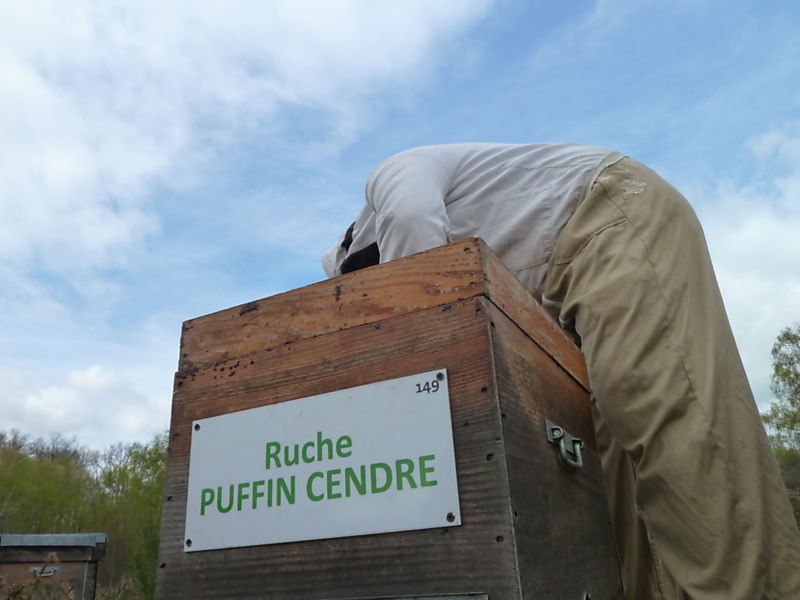 La ruche Puffin cendre