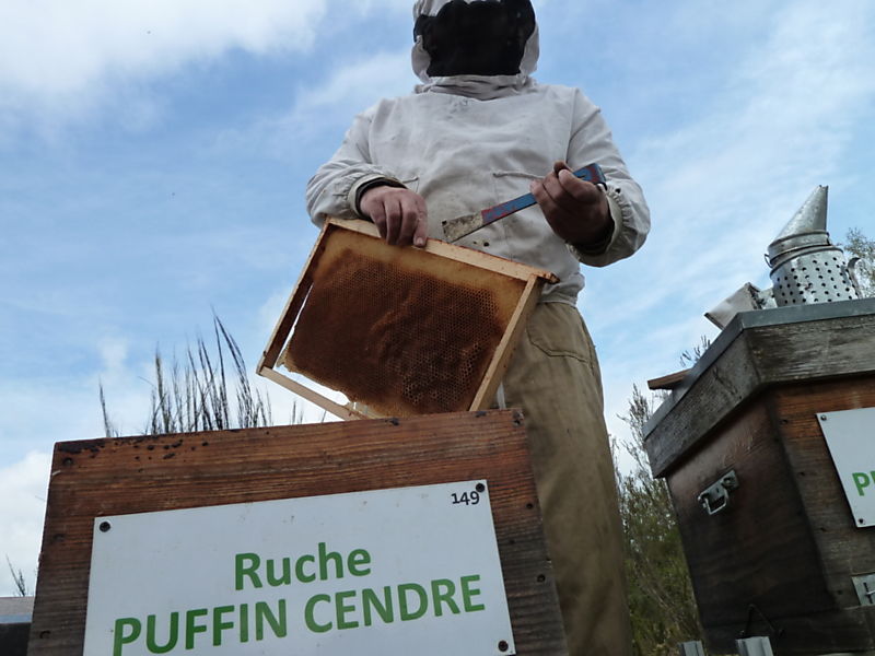 La ruche Puffin cendre