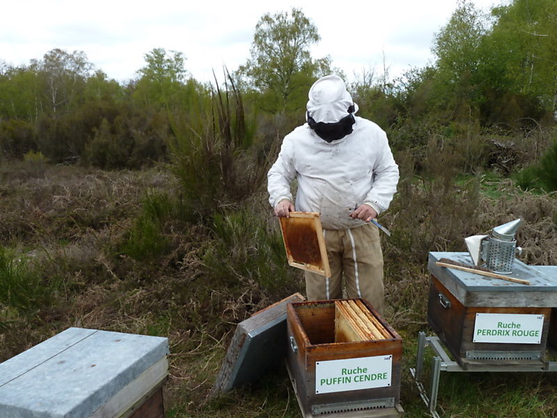La ruche Puffin cendre