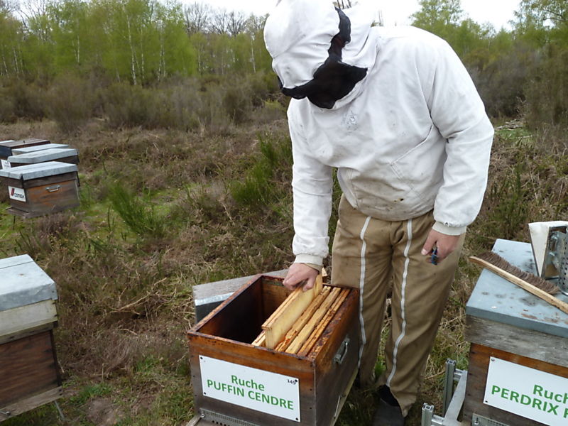 La ruche Puffin cendre