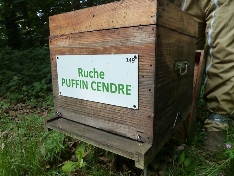 La ruche Puffin cendre