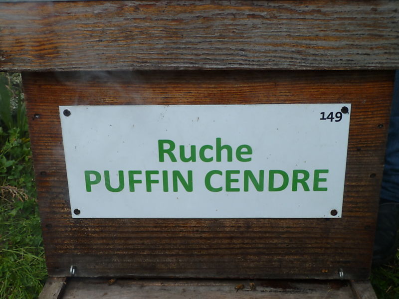 La ruche Puffin cendre