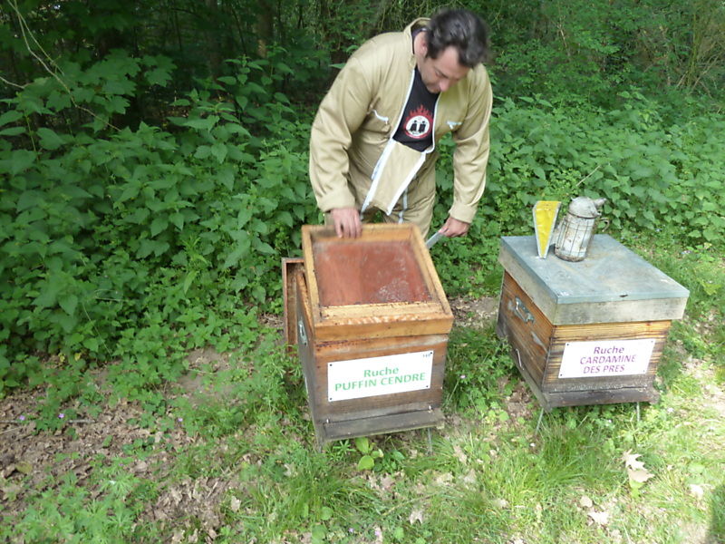 La ruche Puffin cendre