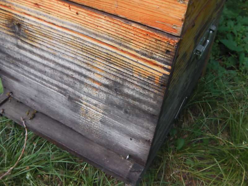 La ruche Puffin cendre