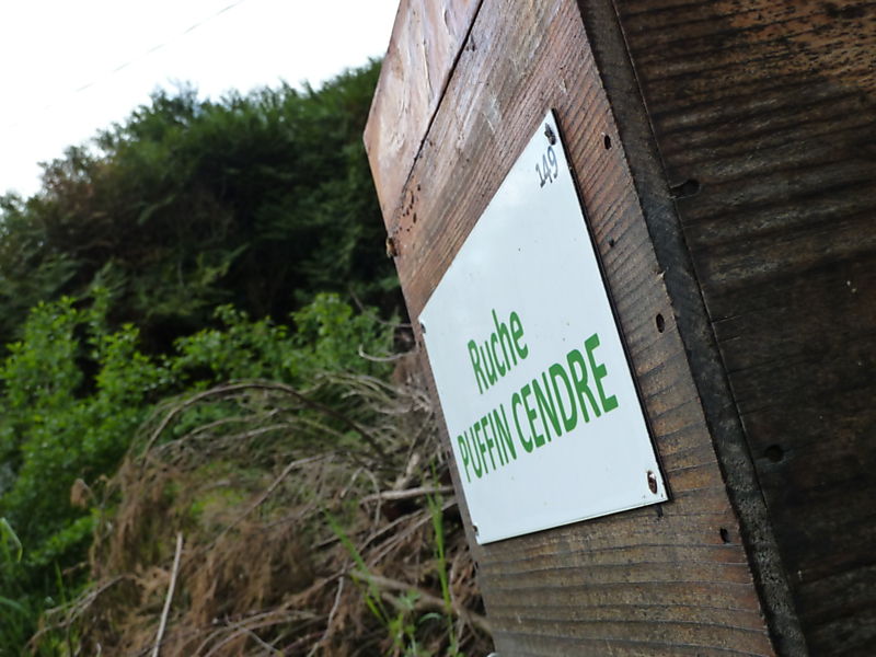 La ruche Puffin cendre