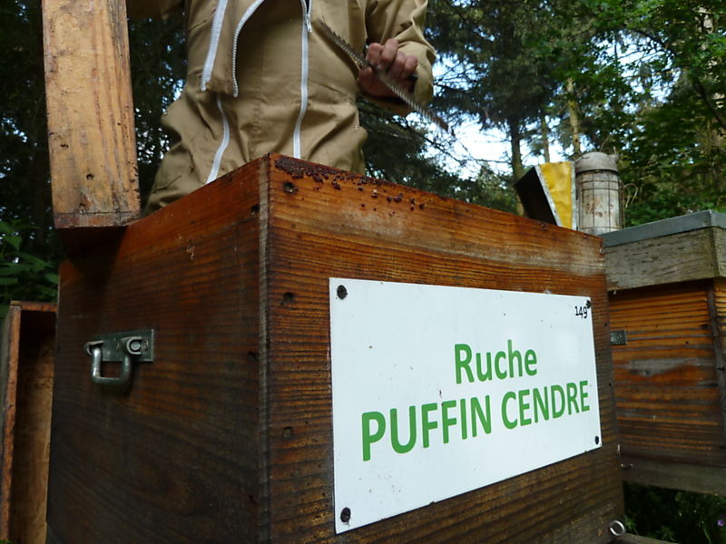 La ruche Puffin cendre