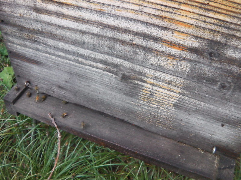 La ruche Puffin cendre