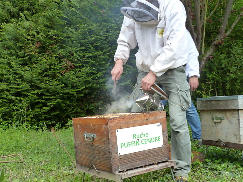 La ruche Puffin cendre