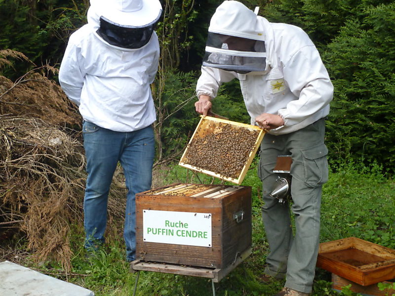La ruche Puffin cendre