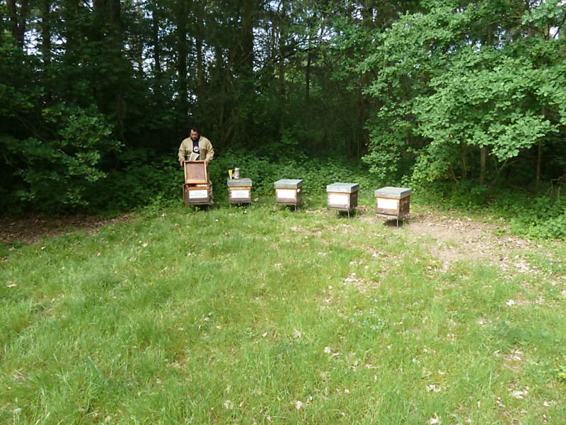 La ruche Puffin cendre