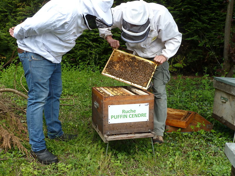 La ruche Puffin cendre