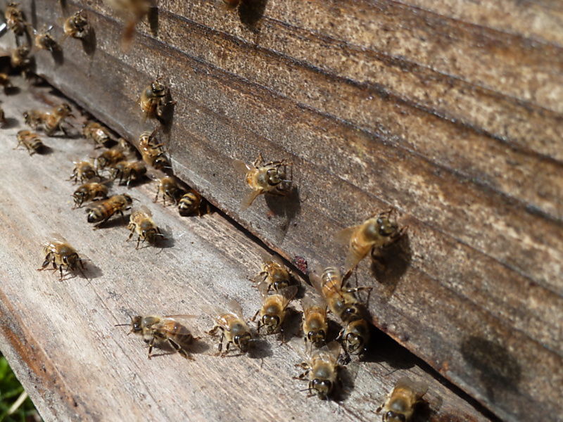 La ruche Puffin cendre