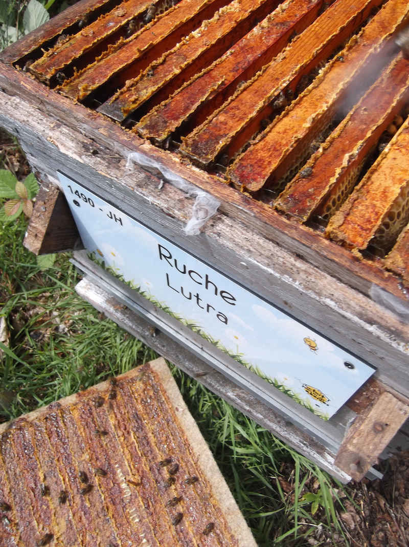La ruche Lutra