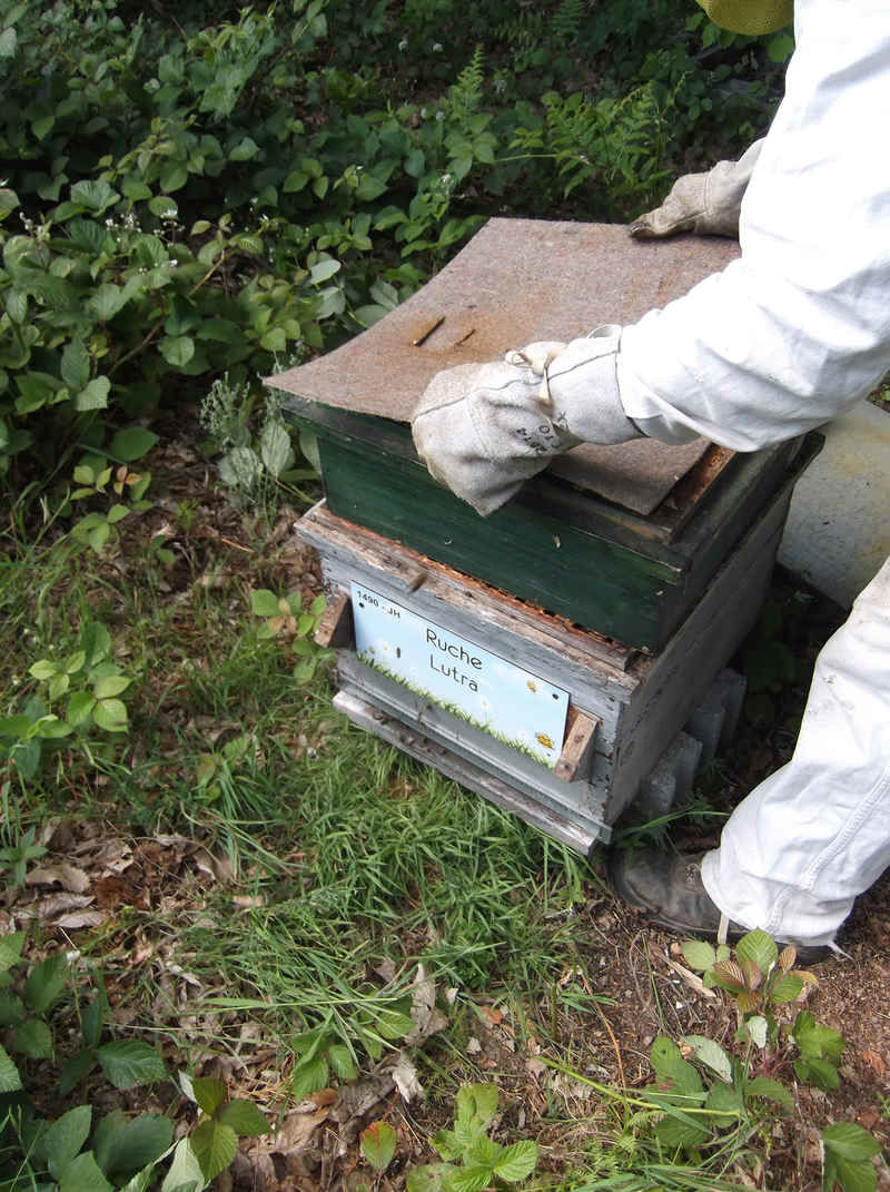 La ruche Lutra