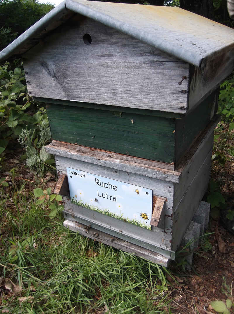 La ruche Lutra