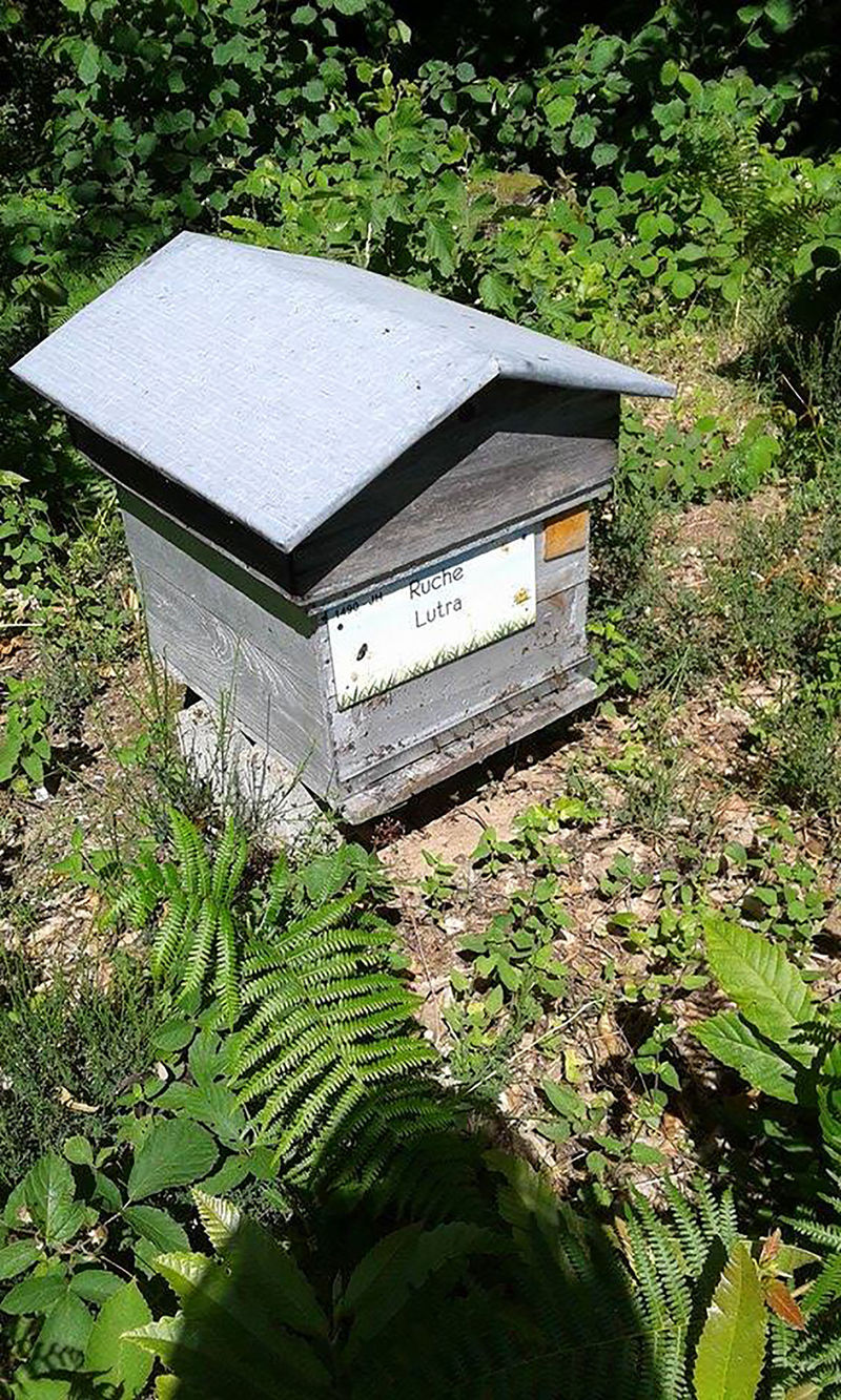 La ruche Lutra