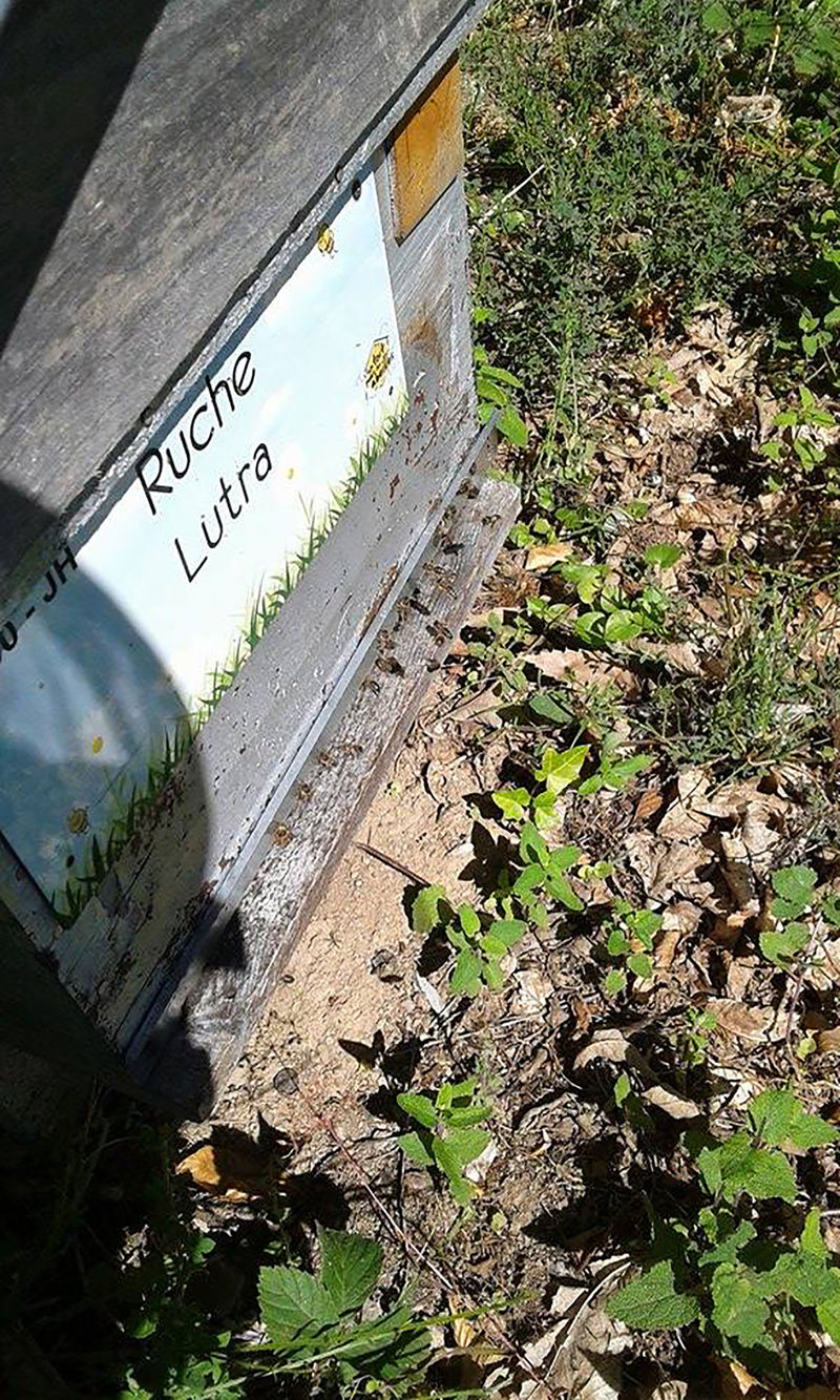 La ruche Lutra