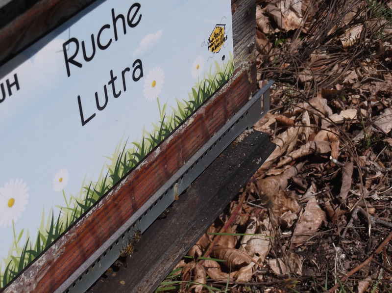 La ruche Lutra