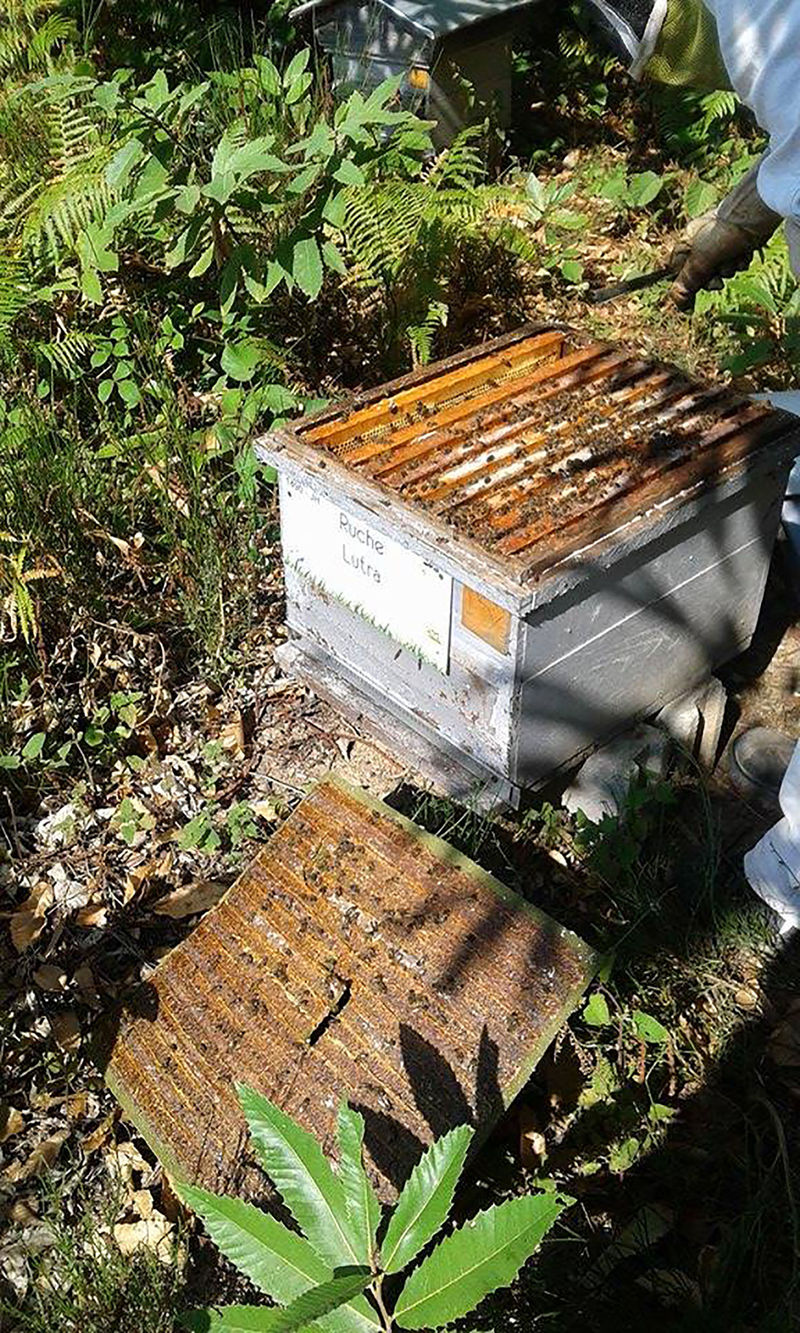 La ruche Lutra