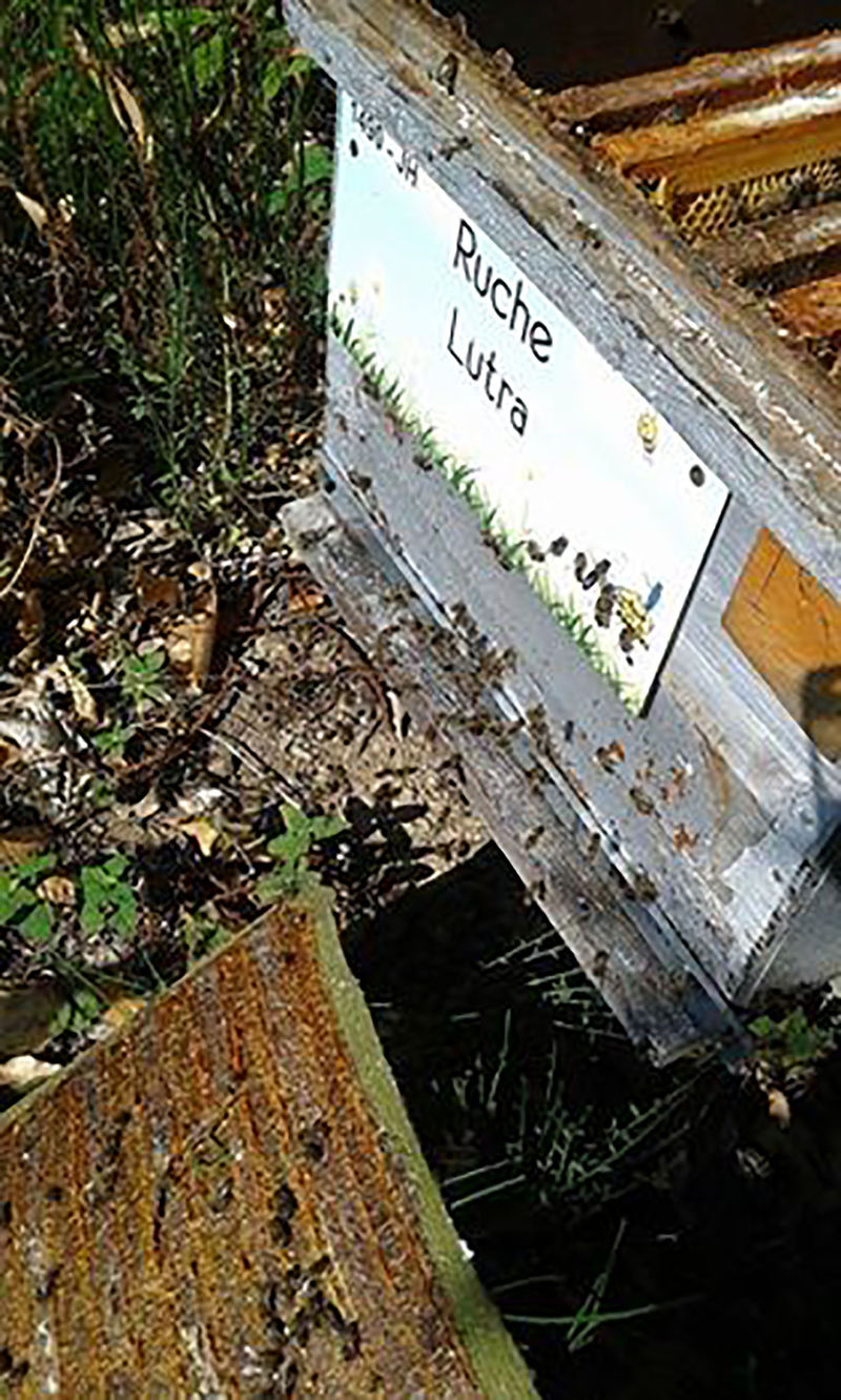 La ruche Lutra