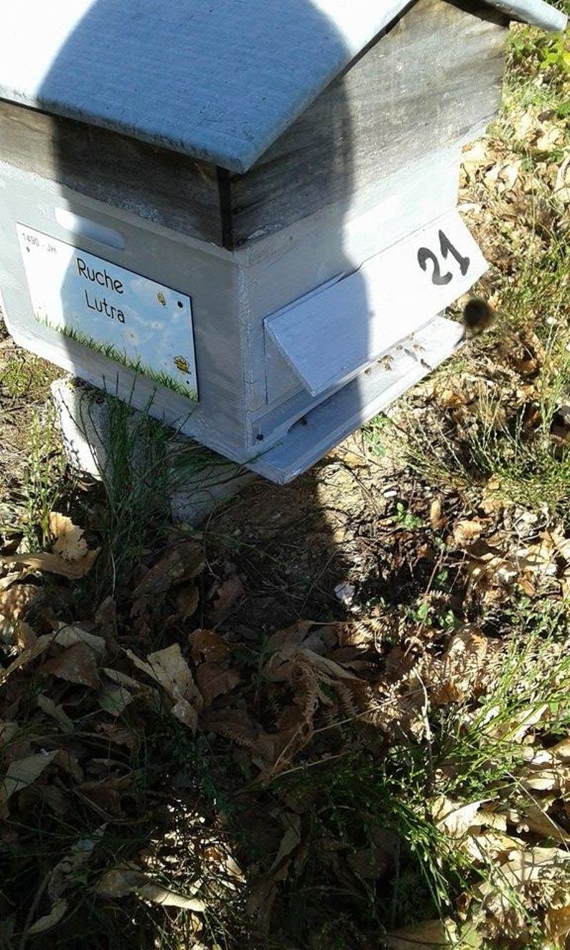 La ruche Lutra