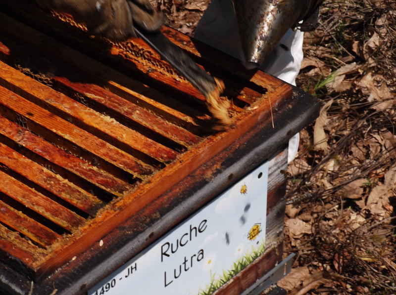 La ruche Lutra