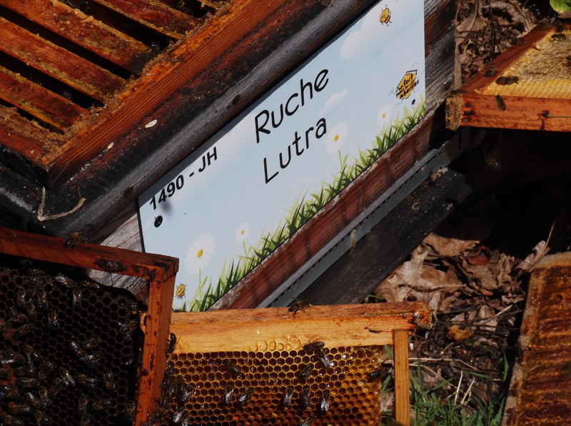 La ruche Lutra