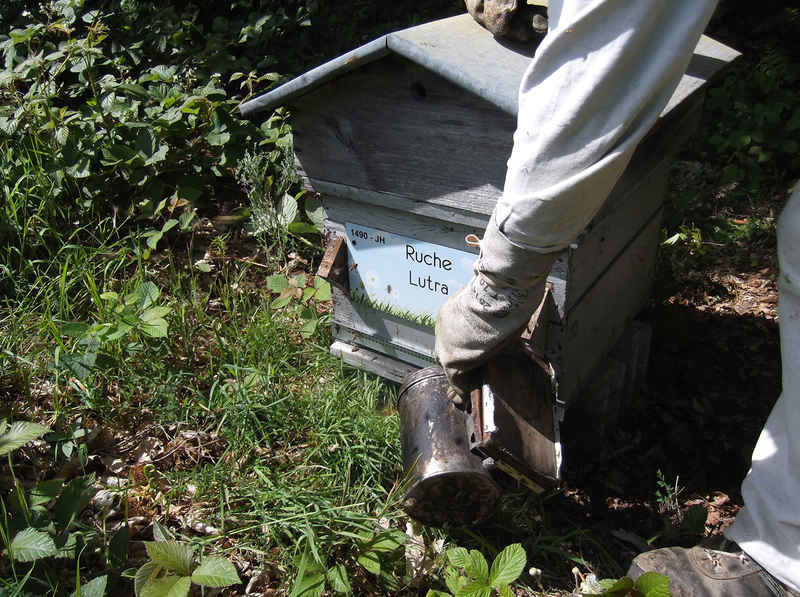 La ruche Lutra