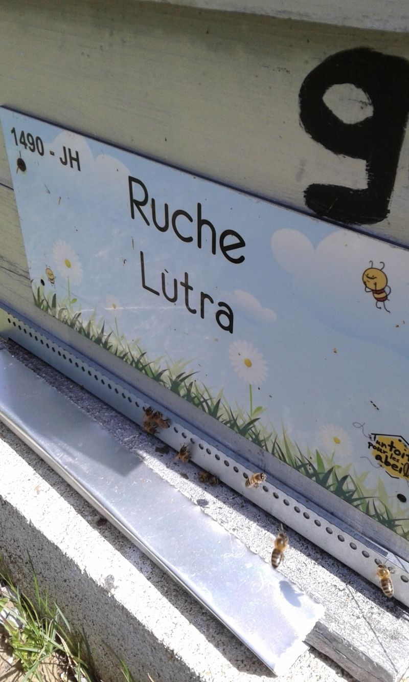 La ruche Lutra