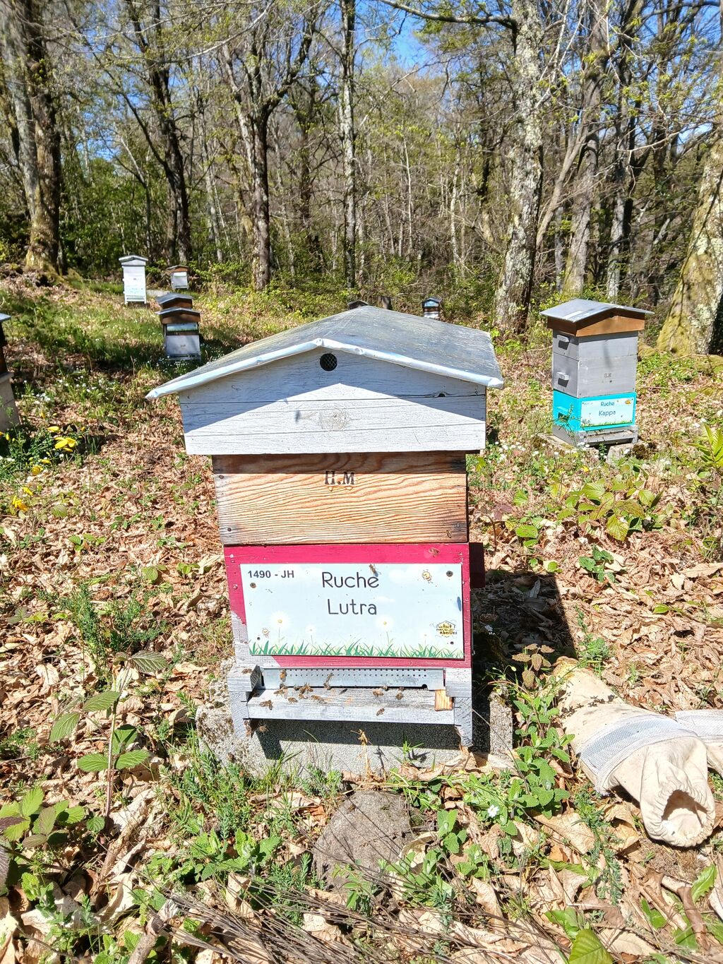 La ruche Lutra