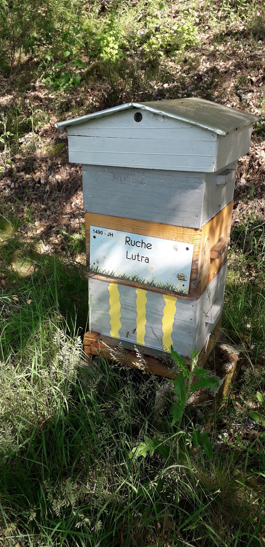 La ruche Lutra