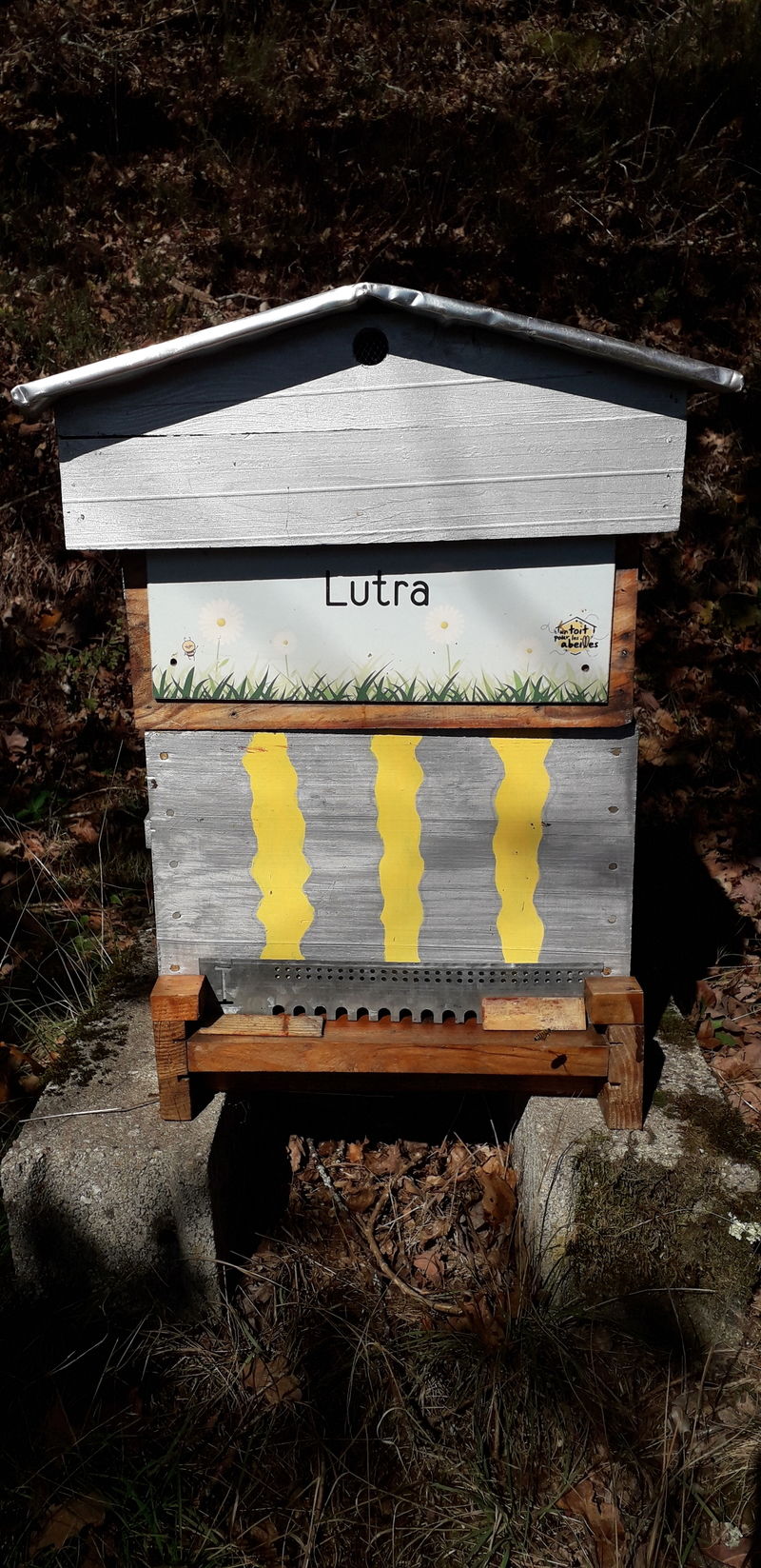 La ruche Lutra