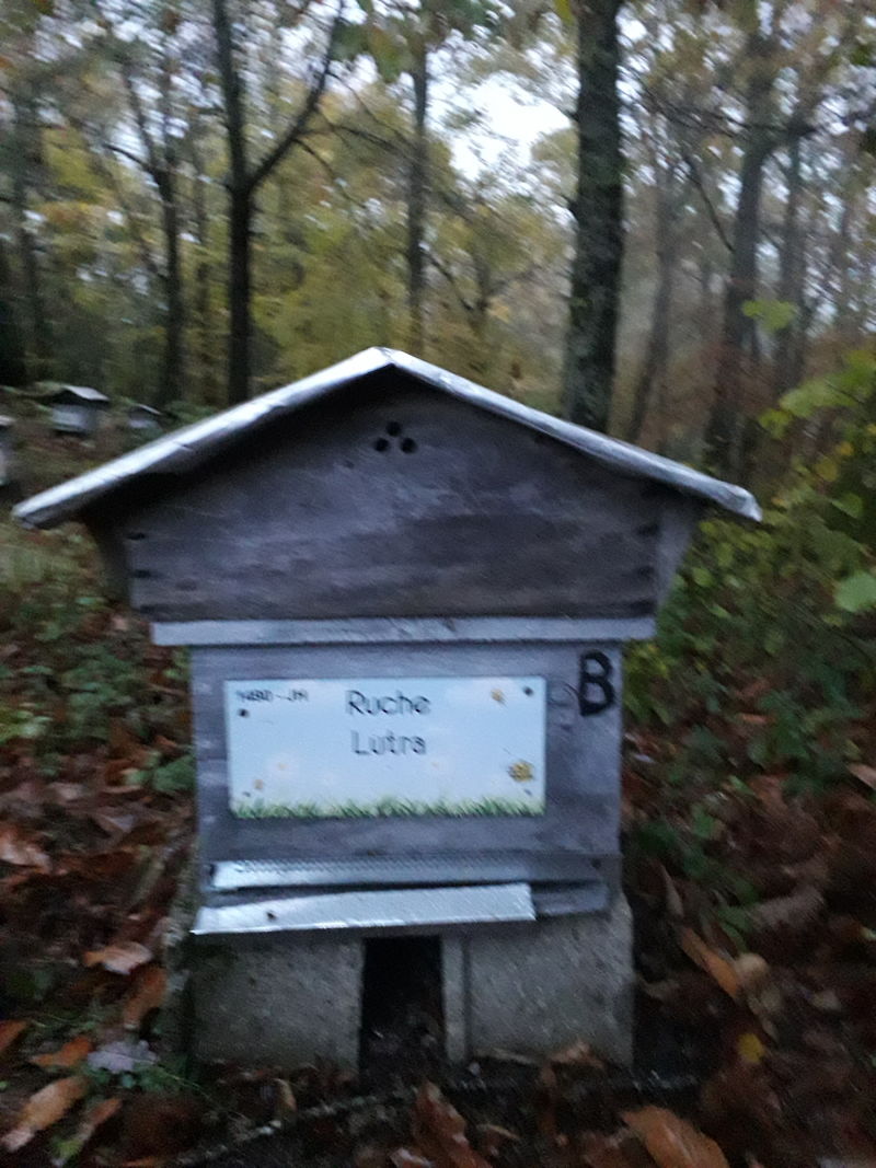 La ruche Lutra
