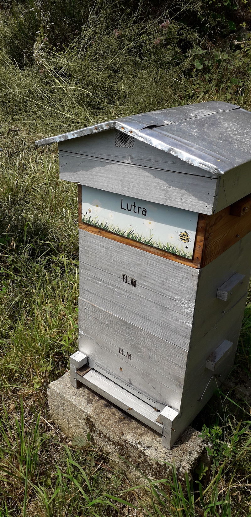 La ruche Lutra