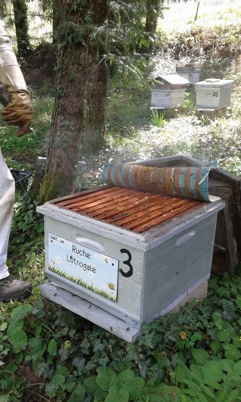 La ruche Lutrogale