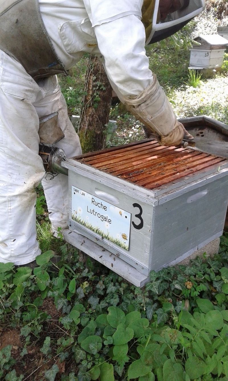 La ruche Lutrogale