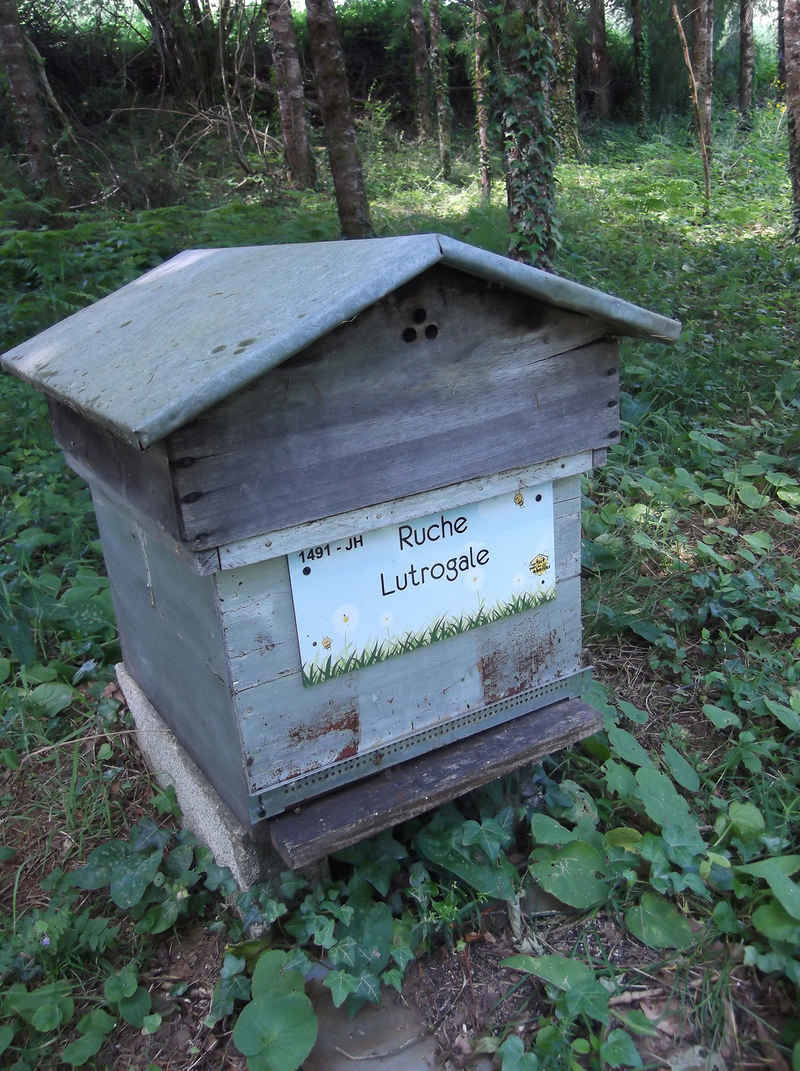 La ruche Lutrogale