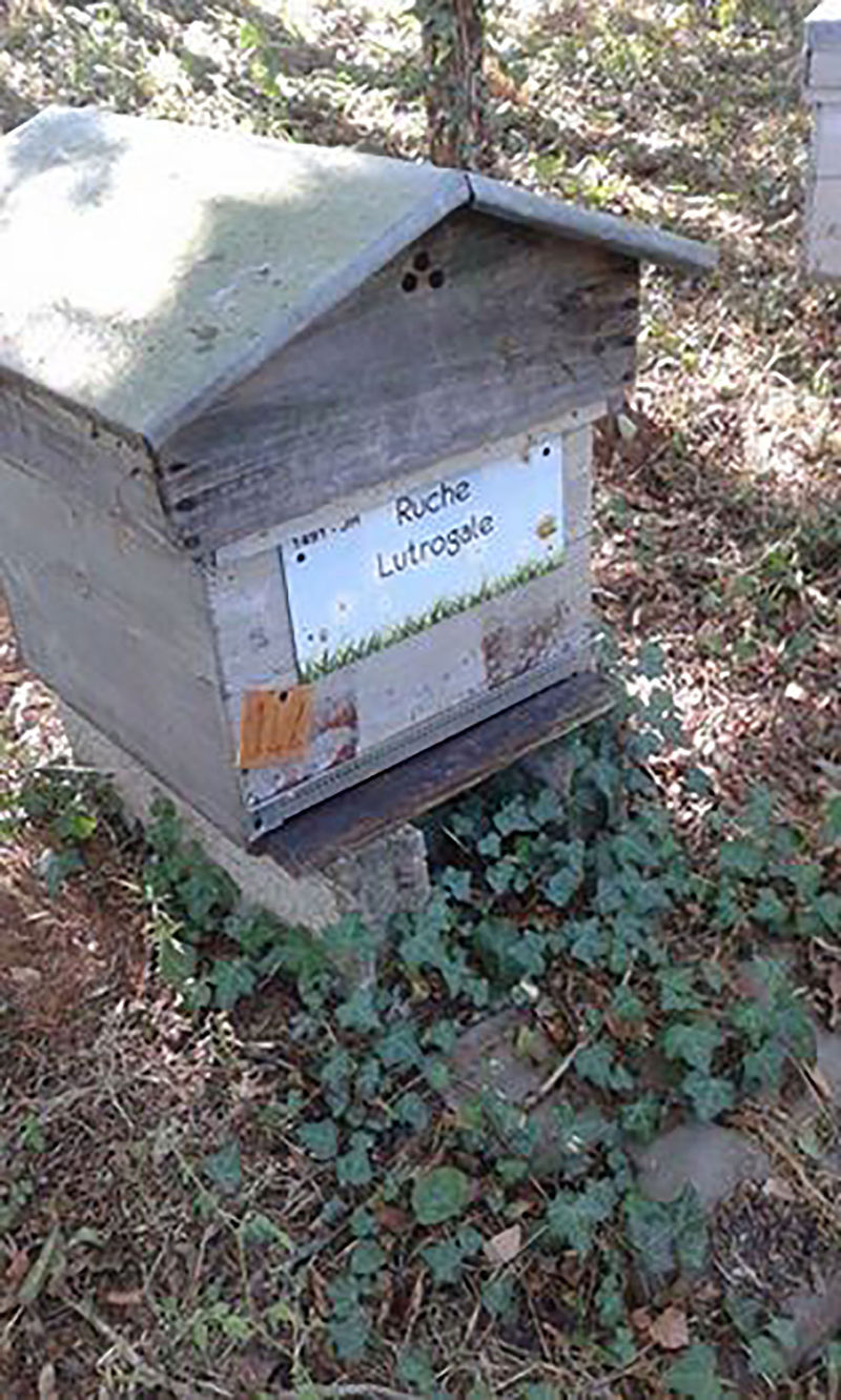 La ruche Lutrogale