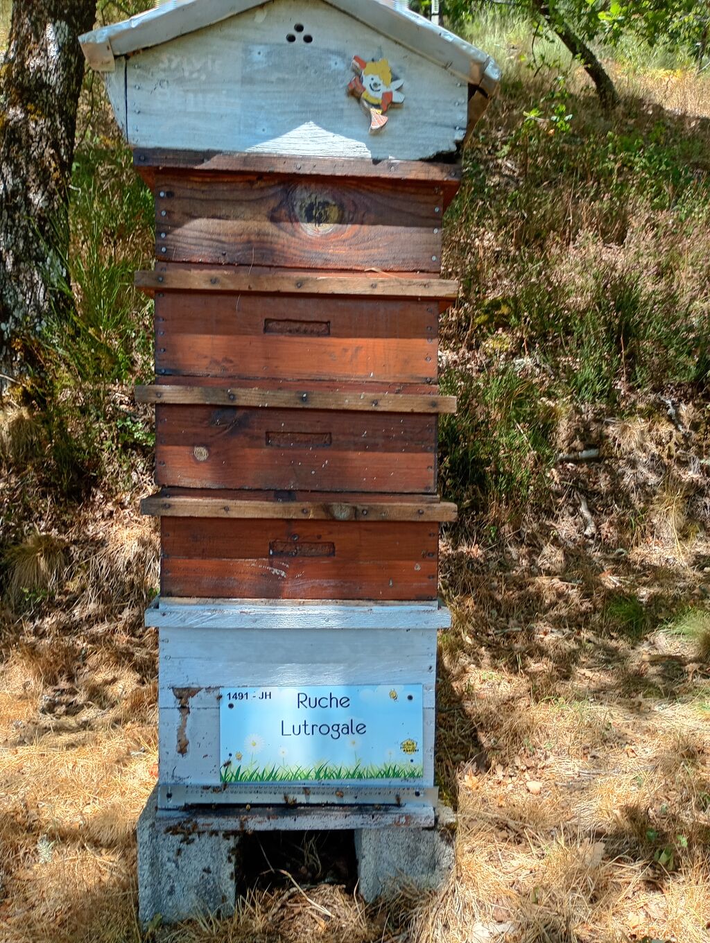 La ruche Lutrogale