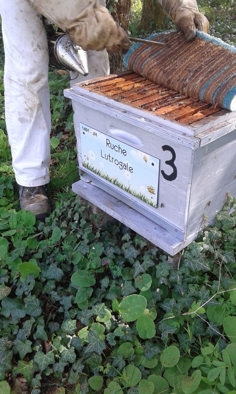 La ruche Lutrogale