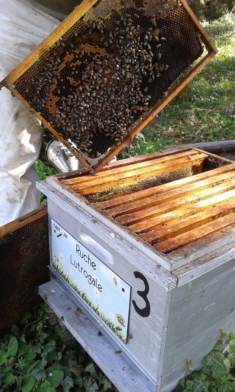La ruche Lutrogale