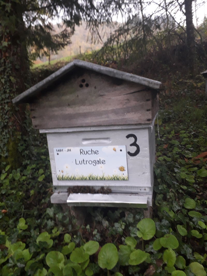 La ruche Lutrogale