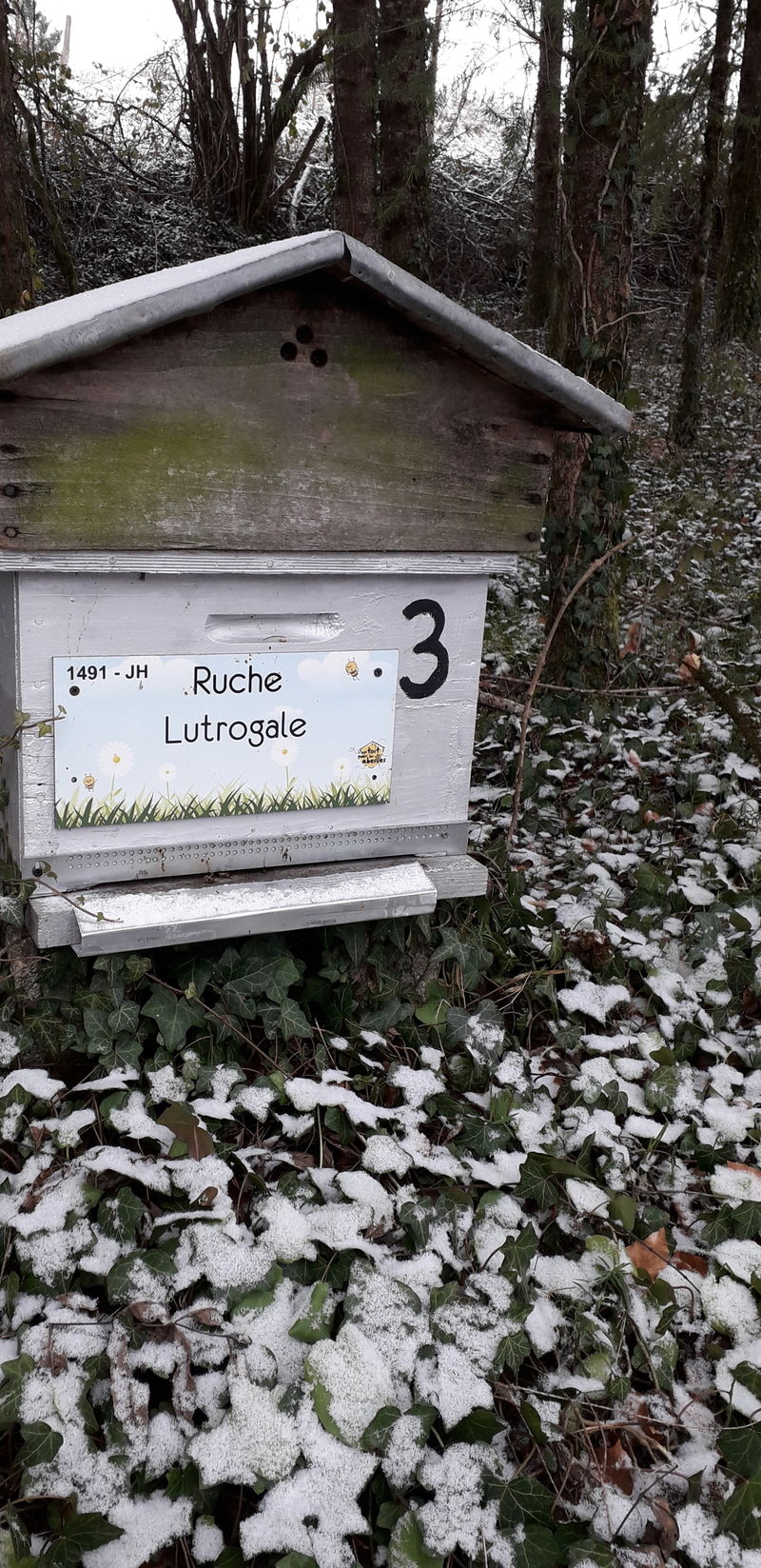 La ruche Lutrogale